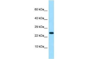 Image no. 1 for anti-Interleukin 19 (IL19) (C-Term) antibody (ABIN2789719)