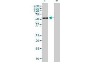 CLK4 antibody  (AA 1-481)