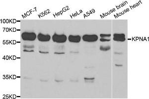 Image no. 1 for anti-Karyopherin alpha 1 (Importin alpha 5) (KPNA1) antibody (ABIN3022472)