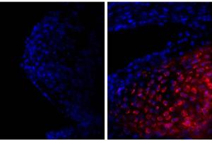Image no. 2 for anti-Collagen, Type II (COL2) antibody (ABIN135048)