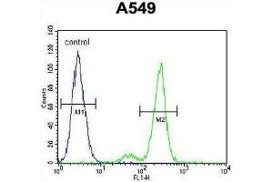 Image no. 1 for anti-Centrosomal Protein 164kDa (CEP164) (AA 246-274), (N-Term) antibody (ABIN951457)