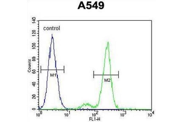 CEP164 Antikörper  (N-Term)