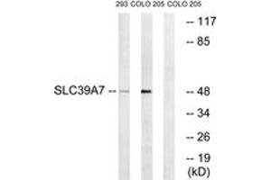 Image no. 1 for anti-Solute Carrier Family 39 (Zinc Transporter), Member 7 (SLC39A7) (AA 131-180) antibody (ABIN1535488)