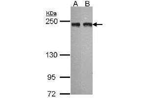 Image no. 2 for anti-Melanoma Inhibitory Activity Family, Member 3 (MIA3) (N-Term) antibody (ABIN2855189)
