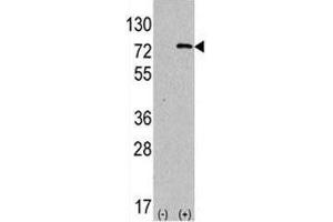 Image no. 4 for anti-ATG7 Autophagy Related 7 (ATG7) (AA 494-523) antibody (ABIN3028482)
