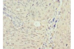 NSFL1C antibody  (AA 1-185)