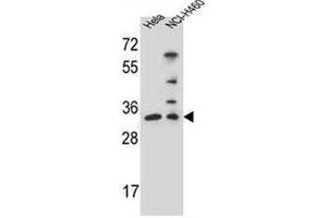 Image no. 1 for anti-Nth Endonuclease III-Like 1 (NTHL1) (AA 95-126), (Middle Region) antibody (ABIN953769)