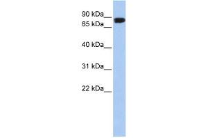 Image no. 1 for anti-N-Acylaminoacyl-Peptide Hydrolase (APEH) (N-Term) antibody (ABIN2783264)