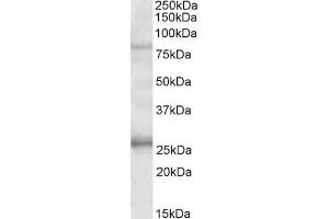 anti-GPRIN Family Member 3 (GPRIN3) (Internal Region) antibody