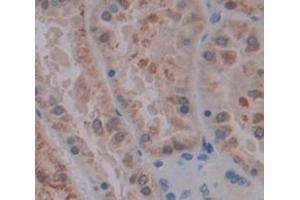 Image no. 2 for anti-Low Density Lipoprotein Receptor-Related Protein Associated Protein 1 (LRPAP1) (AA 90-342) antibody (ABIN1859711)