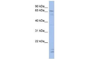 Image no. 2 for anti-Single-Minded Homolog 2 (SIM2) (N-Term) antibody (ABIN2780639)