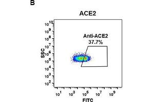 Image no. 3 for anti-Angiotensin I Converting Enzyme 2 (ACE2) (AA 18-740) antibody (ABIN6964047)