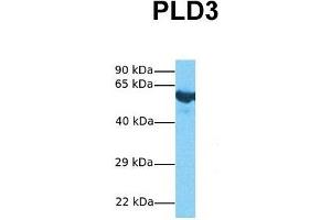 Image no. 2 for anti-Phospholipase D family member 3 (PLD3) (N-Term) antibody (ABIN2782008)
