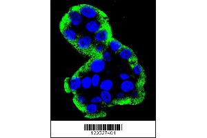 Image no. 4 for anti-Nucleotide-Binding Oligomerization Domain Containing 1 (NOD1) (AA 923-951), (C-Term) antibody (ABIN655750)