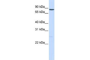 Image no. 1 for anti-Notch 1 (NOTCH1) (Middle Region) antibody (ABIN2781033)