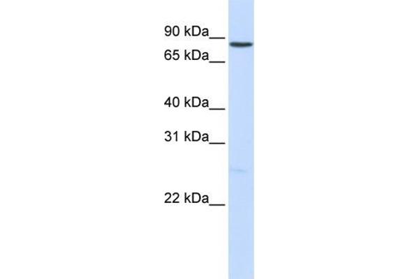 anti-Notch 1 (NOTCH1) (Middle Region) antibody