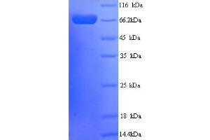 Image no. 1 for Protein tyrosine Phosphatase, Receptor Type, N Polypeptide 2 (PTPRN2) (AA 22-615) protein (His tag) (ABIN5714444)