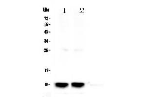 Image no. 1 for anti-Secretoglobin, Family 1A, Member 1 (Uteroglobin) (SCGB1A1) (AA 20-96) antibody (ABIN5692960)