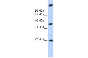 Image no. 1 for anti-Single Stranded DNA Binding Protein 3 (SSBP3) antibody (ABIN2459883)