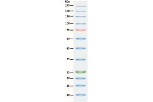 SDS-PAGE (SDS) image for ExcelBand™ 3-color High Range Protein Marker (ABIN5662600)