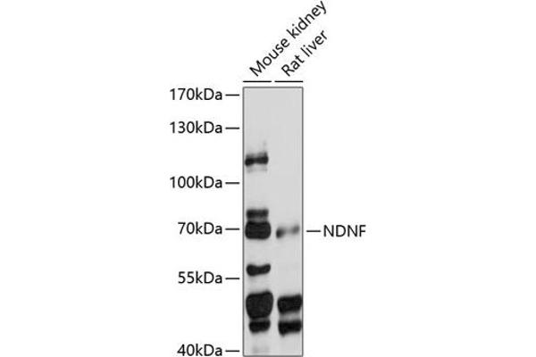 NDNF antibody  (AA 20-240)