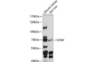 NDNF antibody  (AA 20-240)