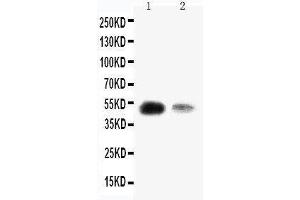 Image no. 1 for anti-Kruppel-Like Factor 8 (KLF8) (AA 1-18), (N-Term) antibody (ABIN3043005)