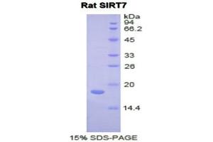 Image no. 1 for Sirtuin 7 (SIRT7) (AA 135-274) protein (His tag) (ABIN1878175)