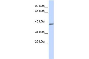 Image no. 1 for anti-Glutaminyl-Peptide Cyclotransferase (QPCT) (Middle Region) antibody (ABIN2783489)