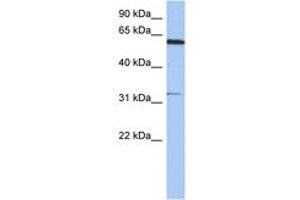 Image no. 1 for anti-Cyclin Dependent Kinase Like 2 (CDKL2) (N-Term) antibody (ABIN6744293)