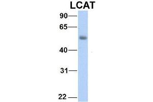 Image no. 4 for anti-Lecithin-Cholesterol Acyltransferase (LCAT) (C-Term) antibody (ABIN2776942)