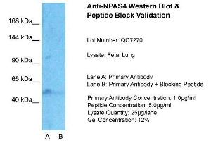 Image no. 1 for anti-Neuronal PAS Domain Protein 4 (NPAS4) (Middle Region) antibody (ABIN2779719)