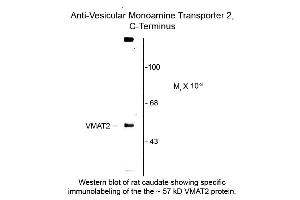 Image no. 1 for anti-Solute Carrier Family 18 (Vesicular Monoamine Transporter), Member 2 (SLC18A2) (C-Term) antibody (ABIN6658243)