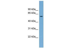 Image no. 1 for anti-Interferon-Induced Protein 44 (IFI44) (Middle Region) antibody (ABIN2782519)