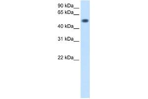 Image no. 1 for anti-Torsin Family 3, Member A (TOR3A) (Middle Region) antibody (ABIN634037)