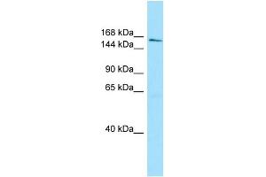 Image no. 1 for anti-Aquarius Homolog (AQR) (C-Term) antibody (ABIN2789836)