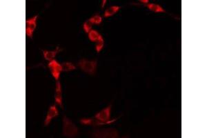 Image no. 1 for anti-Mitochondrial Ribosomal Protein S25 (MRPS25) (N-Term) antibody (ABIN6258280)