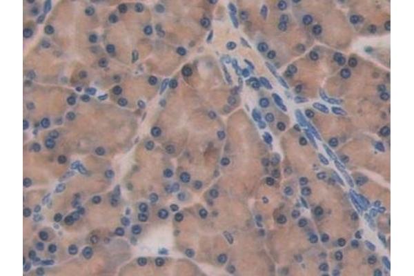 2B4 antibody  (AA 20-221)
