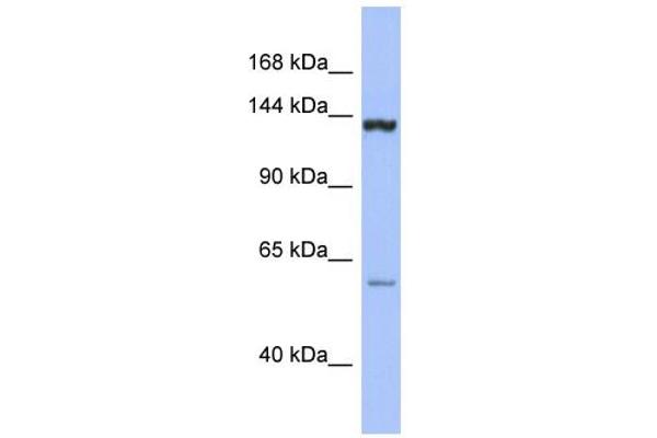 anti-DEAH (Asp-Glu-Ala-His) Box Polypeptide 34 (DHX34) (Middle Region) antibody