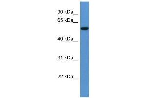 Image no. 1 for anti-Fc Receptor, IgA, IgM, High Affinity (FCAMR) (C-Term) antibody (ABIN926534)