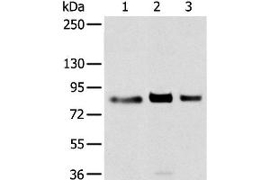Western blot analysis of 293T cell using TBX3 Polyclonal Antibody at dilution of 1:200