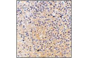 Immunohistochemistry of MD-1 in human spleen tissue with this product at 2.