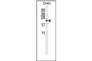 C16ORF13 antibody  (N-Term)