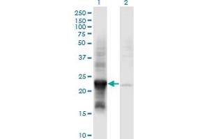 Image no. 2 for anti-COX4 Neighbor (COX4NB) (AA 113-210) antibody (ABIN1774837)