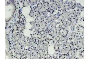Image no. 1 for anti-Thyroid Hormone Responsive (THRSP) (AA 1-84) antibody (ABIN520899)