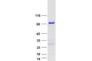 Image no. 1 for Zinc Finger CCCH-Type Containing 12A (ZC3H12A) protein (Myc-DYKDDDDK Tag) (ABIN2735790)