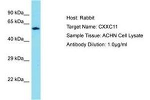 Image no. 1 for anti-CXXC Finger Protein 11 (CXXC11) (AA 434-483) antibody (ABIN6750789)