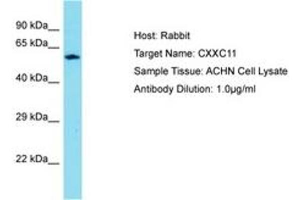 CXXC11 antibody  (AA 434-483)