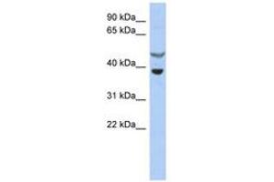 Image no. 1 for anti-Suppressor of Cytokine Signaling 7 (SOCS7) (AA 35-84) antibody (ABIN6743758)