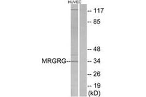 Image no. 1 for anti-MAS-Related GPR, Member G (Mrgprg) (AA 231-280) antibody (ABIN1535776)